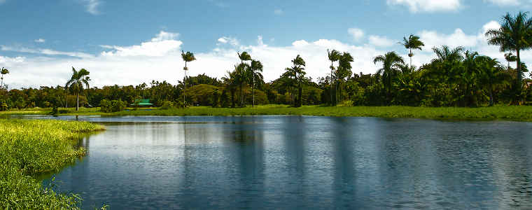 puna ponds hilo