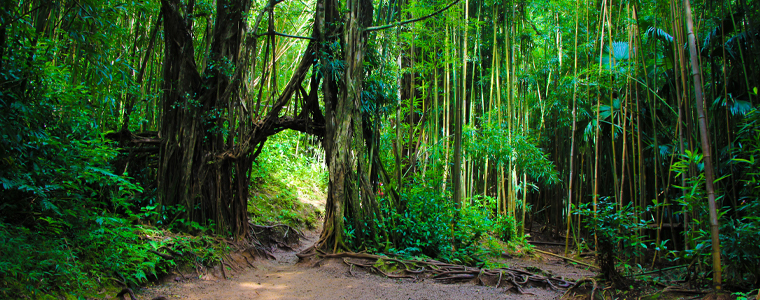 living in honolulu manoa lush green