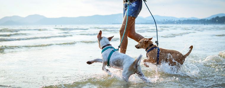 dogs running on beach