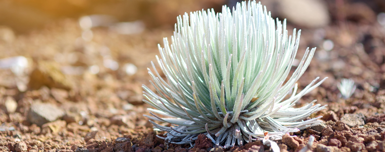 hawaiian flowers haleakala silversword