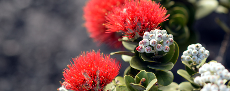hawaiian flowers ohia lehua
