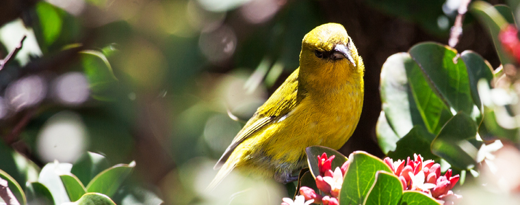 amakihi hawaiian bird