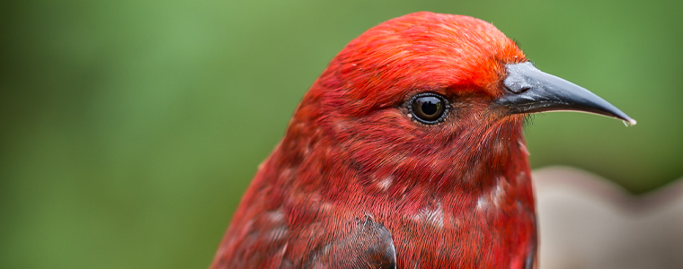 apapane hawaii bird