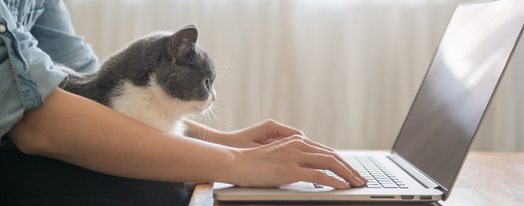cat asking friend for help