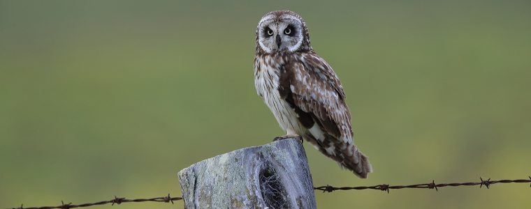 pueo hawaiian short eared owl