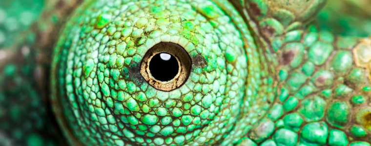 jackson's chameleon eye closeup
