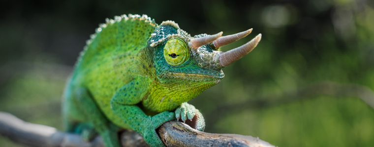 jackson's chameleon hawaii on tree