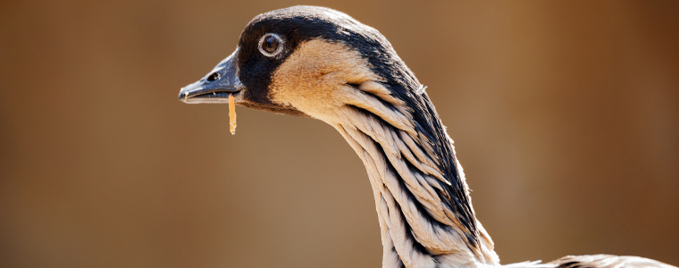 nene hawaiian goose