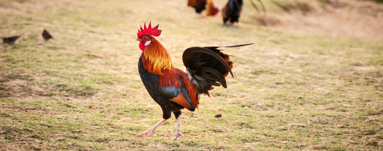 rooster on kauai