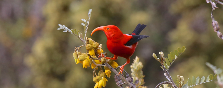 scarlett honeycreeper birds of hawaii