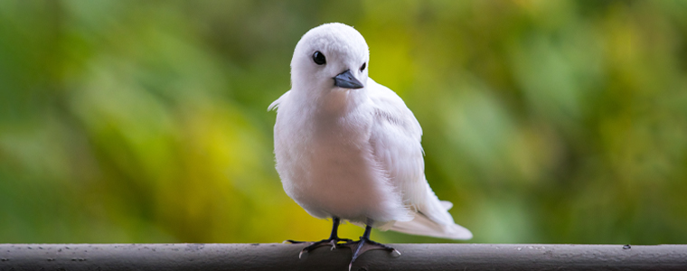 white tern 