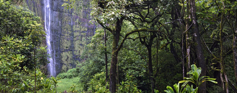 lush forest in hawaii with waterfall