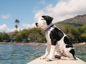  dog swimming in the ocean on a surfboard with blue ocean water off the coast of Olowalu, Hawaii maui